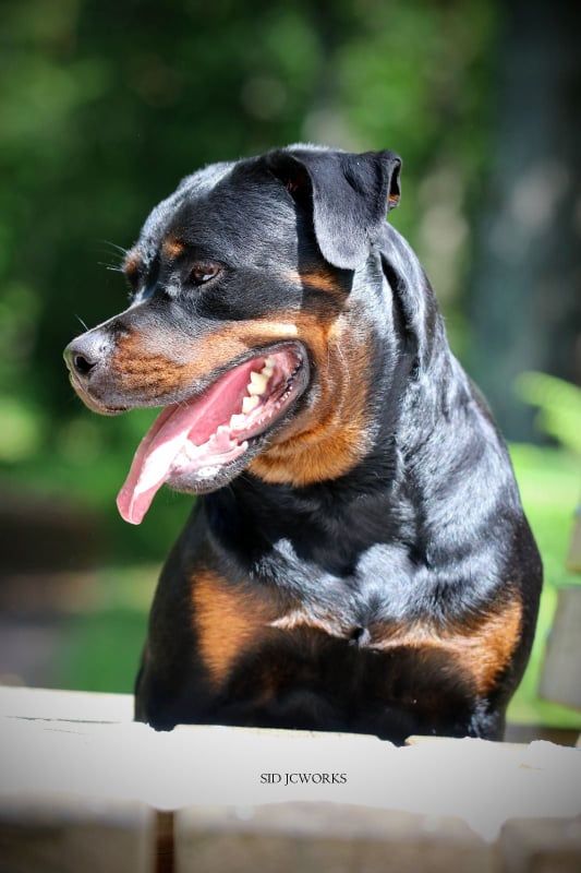 T xena Les rotts d’entre deux guerres