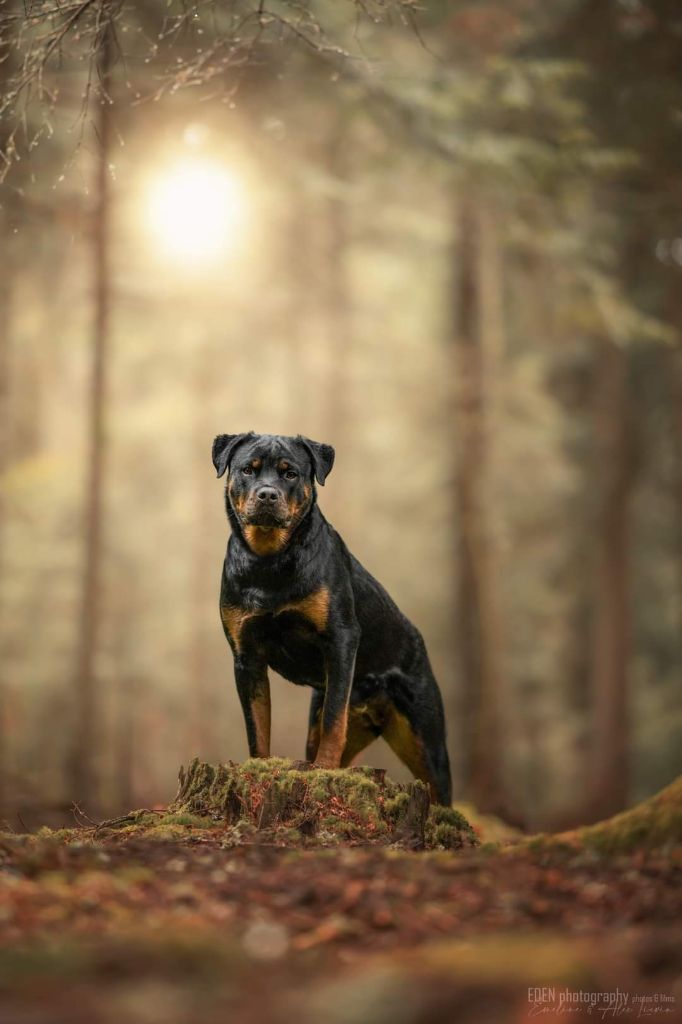 T xena Les rotts d’entre deux guerres
