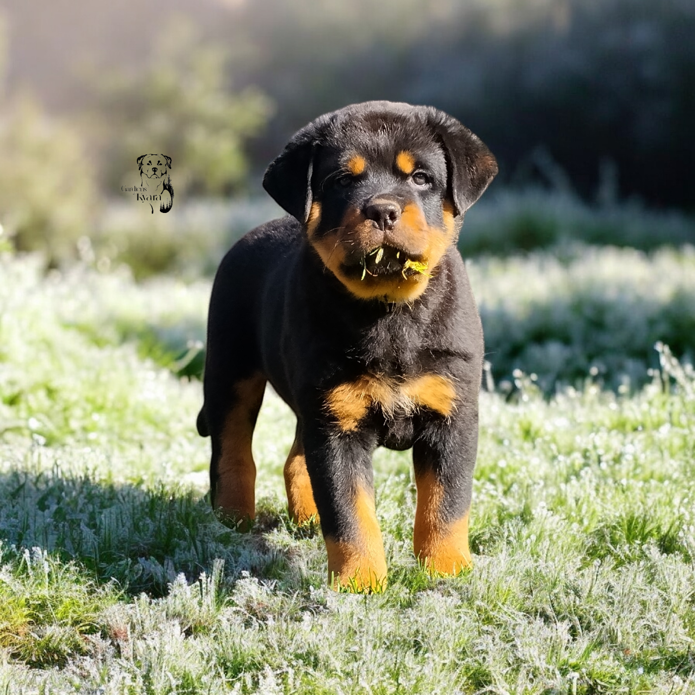 Portée Xena - Seiko