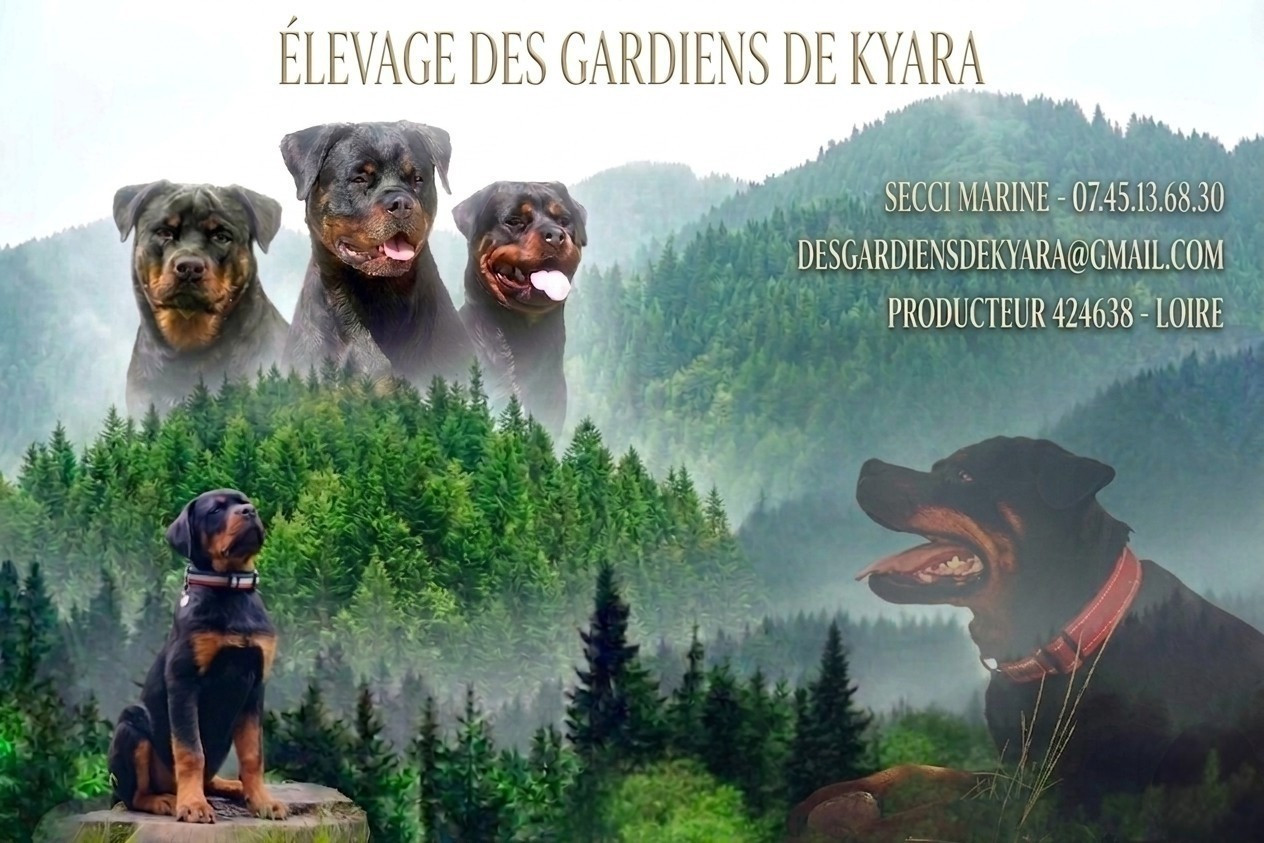 Des Gardiens De Kyara