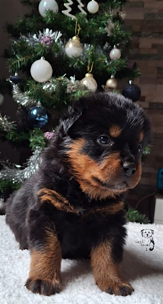 Des Gardiens De Kyara - Chiots disponibles - Rottweiler