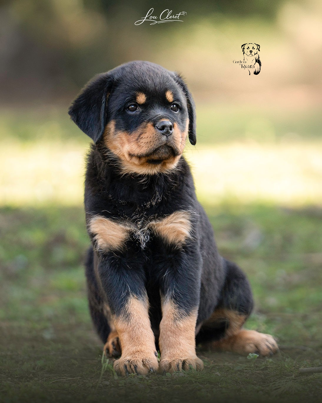 Des Gardiens De Kyara - Rottweiler - Portée née le 28/12/2025