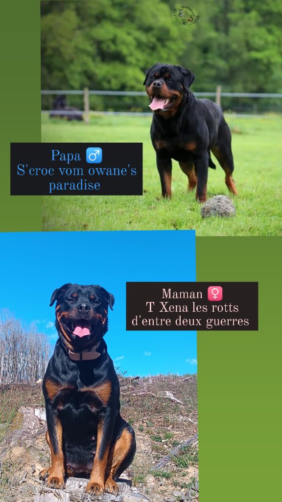 Des Gardiens De Kyara - Rottweiler - Portée née le 14/04/2024